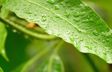 Close up of a leaves with rain drops