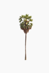 sugar palm tree on a white background.