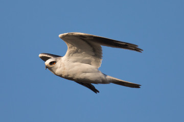 Very close view of a white-tailed kite flying in the wild
