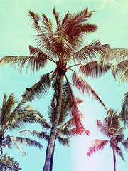 Fototapeta na wymiar palm trees, vintage effect