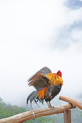 Bantam chicken flapping its wing on the log in front of the mist forest