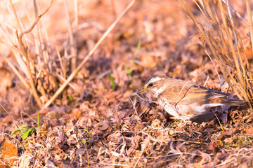 Dusky thrush bird, in Showa Kinen Park,Tokyo,Japan