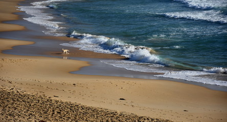 Small dog on the beach on a sunny morning.
