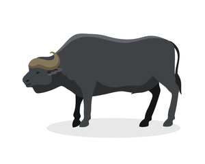 Bull farm animal safari male standing vector illustration.