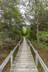 Fototapeta na wymiar Boardwalk Through Oak Savanna - Pinery Provincial Park, Ontario, Canada