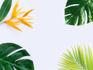 tropical plants on white background - 138529397