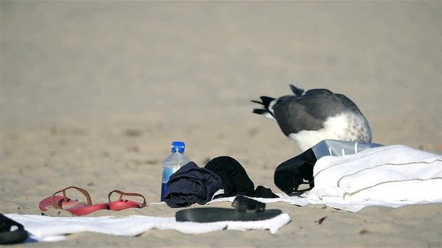 High quality video of thief on the beach