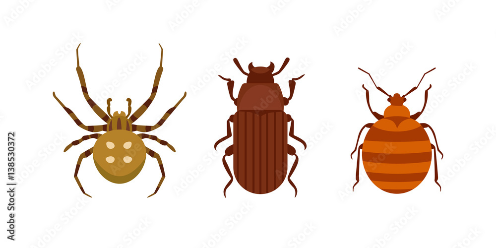 Wall mural Insect icon flat isolated nature flying bugs beetle ant and wildlife spider grasshopper or mosquito cockroach animal biology graphic vector illustration.