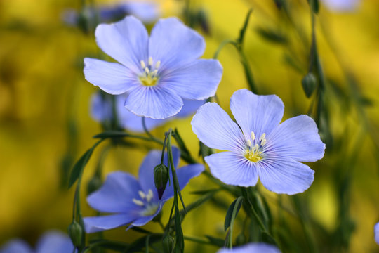 Fototapeta Blue on the yellow./Blue flowers of decorative linum austriacum and its runaways on a yellow background.