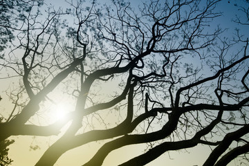 Leafless tree branches in winter season