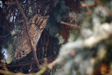 owl in the wild