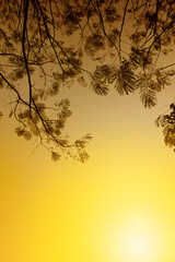Leafless tree branches in winter season