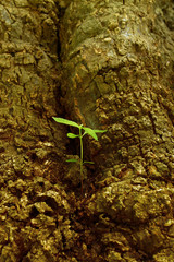 New leaves born on old tree