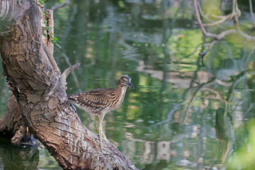 Indian pond heron, perching on tree beside water