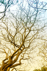 Leafless tree branches in winter season