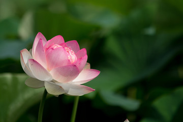 Fototapeta premium 蓮の花