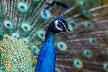 孔雀のポートレート