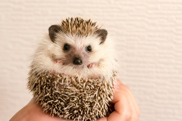 Hedgehog / From Japan