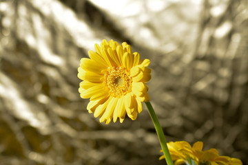 yellow Gerbera