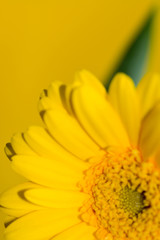 yellow Gerbera
