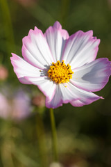 Obraz premium コスモスの花