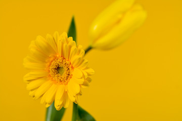 yellow Gerbera