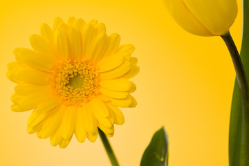 yellow Gerbera