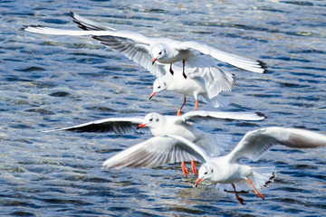 Dead heat race of black-headed gulls, Kyoto 