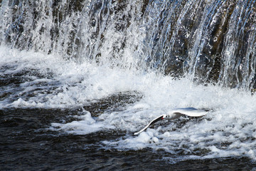 Low-altitude flight of black-headed gull, Kyoto 