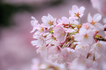 桜の花