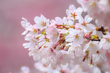 桜の花