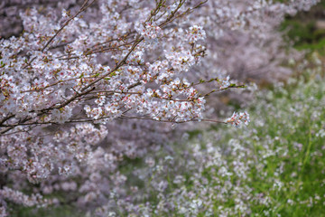 桜の花