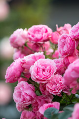 薔薇の花