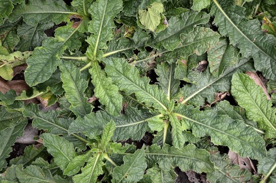 fresh green elephantopus scaber plant in nature garden