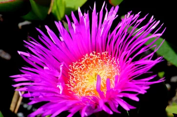 Fotobehang Baker Beach, San Francisco Zeevijg, bloem, bakkersstrand, San Francisco, Californië, strandbloem, Carpobrotus chilensis, paarse bloem