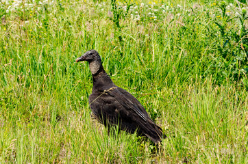 Vulture