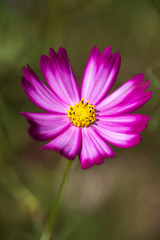 Fototapeta premium コスモス畑