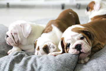 the young puppy of the English bulldog