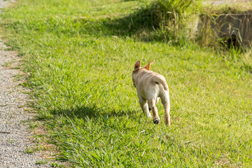 A young Labrador Retriever puppy running away through a park with his ears flying up.