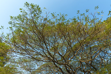 branch of big tree