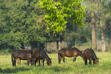 Group of three young horses on the pasture