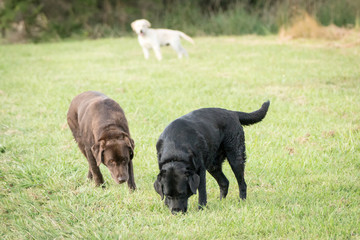 Three Labrador Retrievers, one each of chocolate colored, yellow colored and black colored stand in a green meadow, with one dog looking at the other two from far away.