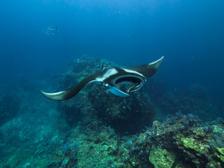Giant Manta ray over a coral reef with a Giant trevally behind