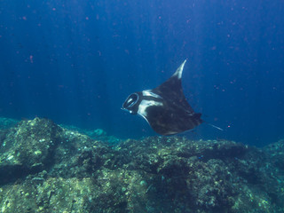Giant Manta ray over a cleaning station with sun rays beaming down, shot from above.