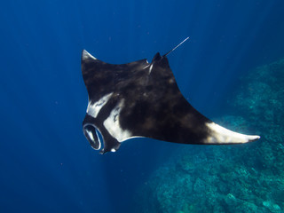 Giant Manta ray in the blue with sun rays beaming down, shot from above, coral reef below.	