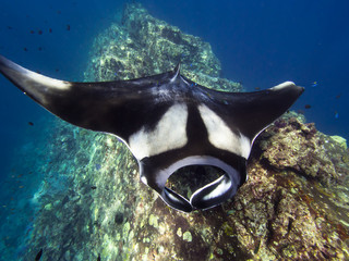 Giant Manta ray on getting cleaned on cleaning station on a coral reef ridge. - obrazy, fototapety, plakaty