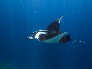 Giant Manta ray swimming with its cephalic lobes rolled up and sun rays beaming down
