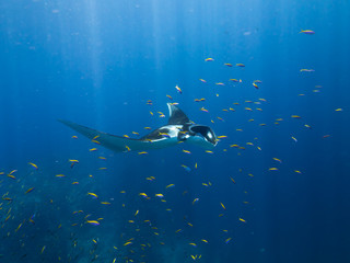 Giant Manta ray swimming with a school of fish in the foreground and sun rays beaming down.