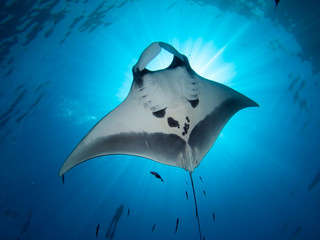 Giant Manta ray from underneath blocking out sun with a snorkeler on the surface. - obrazy, fototapety, plakaty
