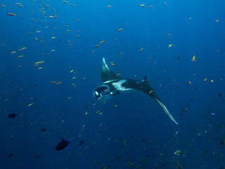 Giant Manta ray swimming with a school of fish in the foreground.